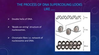 THE PROCESS OF DNA SUPERCOILING LOOKS
LIKE …..
 Double helix of DNA.
 ‘Beads-on-string’ structure of
nucleosomes.
 Chromatin fibre i.e. network of
nucleosome and DNA.
June 17 125
 