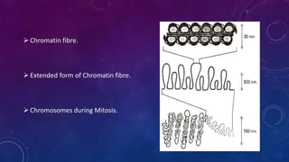 Chromatin fibre.
Extended form of Chromatin fibre.
Chromosomes during Mitosis.
June 17 126
 