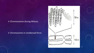 Chromosomes during Mitosis.
Chromosome in condensed form.
June 17 127
 