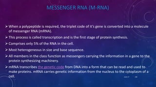 MESSENGER RNA (M-RNA)
When a polypeptide is required, the triplet code of it’s gene is converted into a molecule
of messenger RNA (mRNA).
This process is called transcription and is the first stage of protein synthesis.
Comprises only 5% of the RNA in the cell.
Most heterogeneous in size and base sequence.
All members in the class function as messengers carrying the information in a gene to the
protein synthesizing machinery.
mRNA transcribes the genetic code from DNA into a form that can be read and used to
make proteins. mRNA carries genetic information from the nucleus to the cytoplasm of a
cell. June 17 140
 