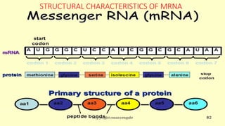 STRUCTURAL CHARACTERISTICS OF MRNA
June 17 141
 