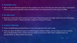 3. Anticodon arm:
 Next is the arm which lies opposite to the acceptor arm. It has a five base pair stem and a loop in which there
are three adjacent nucleotides called anticodon which are complementary to the codon of mRNA.
4. An extra arm:
 Next lies an extra arm which consists of 3-21 bases. Depending upon the length, extra arms are of two types,
small extra arm with 3-5 bases and other a large arm having 13-21 bases.
5. T-arm or TψC arm:
 It has a modified base pseudouridine ψ. It has a five base pair stem with a loop.
 There are about 50 different types of modified bases in different tRNAs, but four bases are more common.
One is ribothymidine which contains thymine which is not found in RNA. Other modified bases are
pseudouridine ψ, dihyrouridine and inosine.
June 17 152
 