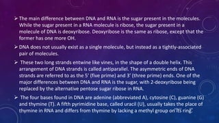 The main difference between DNA and RNA is the sugar present in the molecules.
While the sugar present in a RNA molecule is ribose, the sugar present in a
molecule of DNA is deoxyribose. Deoxyribose is the same as ribose, except that the
former has one more OH.
DNA does not usually exist as a single molecule, but instead as a tightly-associated
pair of molecules.
 These two long strands entwine like vines, in the shape of a double helix. This
arrangement of DNA strands is called antiparallel. The asymmetric ends of DNA
strands are referred to as the 5′ (five prime) and 3′ (three prime) ends. One of the
major differences between DNA and RNA is the sugar, with 2-deoxyribose being
replaced by the alternative pentose sugar ribose in RNA.
 The four bases found in DNA are adenine (abbreviated A), cytosine (C), guanine (G)
and thymine (T). A fifth pyrimidine base, called uracil (U), usually takes the place of
thymine in RNA and differs from thymine by lacking a methyl group on its ring.
June 17 159
 