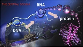 THE CENTRAL DOGMA
June 17 20
 