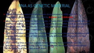 RNA AS GENETIC MATERIAL
RNA is the genetic material in viruses was demonstrated in 1956 with the
experiments conducted on tobacco plant by A.Gierer and G.Schramm.
All viruses are not limited to bacterial hosts. Viruses infect and parasite plant cells, and
even some animal cells contain RNA only. In these viruses, RNA act as genetic material.
One plant virus, Tobacco mosaic virus(TMV), that contains RNA, not DNA was an
important tool for genetic Experiments.
TMV infects tobacco, causing the infected regions on leaves to become discolored and
bristled. Different strains of TMV produce clearly different inherited lesions on the
infected leaves.
 The common virus produces a green mosaic disease, but a variant Holmes rib
grass(TMV-HR), produces ring spot lesions. Moreover, the amino acid compositions
of the proteins of these two strains differ.
June 17 21
 