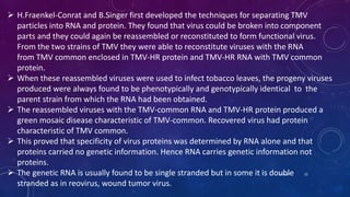  H.Fraenkel-Conrat and B.Singer first developed the techniques for separating TMV
particles into RNA and protein. They found that virus could be broken into component
parts and they could again be reassembled or reconstituted to form functional virus.
From the two strains of TMV they were able to reconstitute viruses with the RNA
from TMV common enclosed in TMV-HR protein and TMV-HR RNA with TMV common
protein.
 When these reassembled viruses were used to infect tobacco leaves, the progeny viruses
produced were always found to be phenotypically and genotypically identical to the
parent strain from which the RNA had been obtained.
 The reassembled viruses with the TMV-common RNA and TMV-HR protein produced a
green mosaic disease characteristic of TMV-common. Recovered virus had protein
characteristic of TMV common.
 This proved that specificity of virus proteins was determined by RNA alone and that
proteins carried no genetic information. Hence RNA carries genetic information not
proteins.
 The genetic RNA is usually found to be single stranded but in some it is double
stranded as in reovirus, wound tumor virus.
June 17 22
 