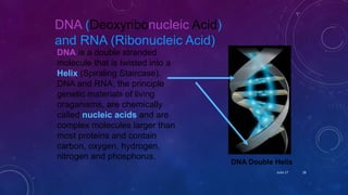 DNA (Deoxyribonucleic Acid)
and RNA (Ribonucleic Acid)
DNA is a double stranded
molecule that is twisted into a
Helix (Spiraling Staircase).
DNA and RNA, the principle
genetic materials of living
oraganisms, are chemically
called nucleic acids and are
complex molecules larger than
most proteins and contain
carbon, oxygen, hydrogen,
nitrogen and phosphorus.
DNA Double Helix
June 17 28
 