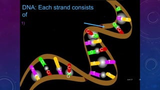 DNA: Each strand consists
of
1) A Sugar Phosphate Backbone
June 17 29
 