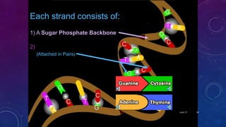 Each strand consists of:
2) Four Base Chemicals
(Attached in Pairs)
1) A Sugar Phosphate Backbone
June 17 30
 