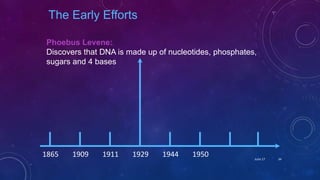 Phoebus Levene:
Discovers that DNA is made up of nucleotides, phosphates,
sugars and 4 bases
1865 1909 1911 1929 1944 1950
The Early Efforts
June 17 34
 