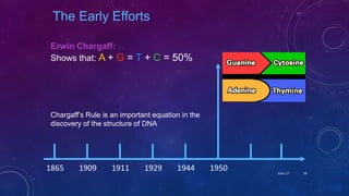 Erwin Chargaff:
Shows that: A + G = T + C = 50%
1865 1909 1911 1929 1944 1950
The Early Efforts
Chargaff’s Rule is an important equation in the
discovery of the structure of DNA
June 17 36
 