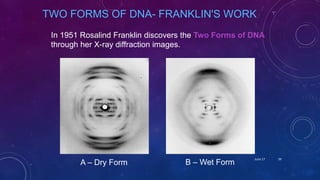 In 1951 Rosalind Franklin discovers the Two Forms of DNA
through her X-ray diffraction images.
A – Dry Form B – Wet Form
TWO FORMS OF DNA- FRANKLIN'S WORK
June 17 39
 