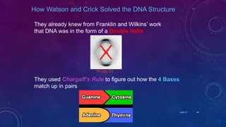 How Watson and Crick Solved the DNA Structure
They already knew from Franklin and Wilkins’ work
that DNA was in the form of a Double Helix
They used Chargaff’s Rule to figure out how the 4 Bases
match up in pairs
Photo 51
June 17 44
 