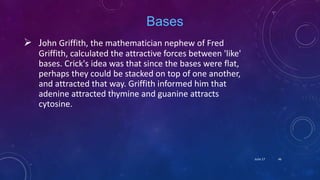 Bases
 John Griffith, the mathematician nephew of Fred
Griffith, calculated the attractive forces between 'like'
bases. Crick's idea was that since the bases were flat,
perhaps they could be stacked on top of one another,
and attracted that way. Griffith informed him that
adenine attracted thymine and guanine attracts
cytosine.
June 17 46
 