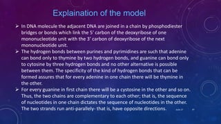 Explaination of the model
 In DNA molecule the adjacent DNA are joined in a chain by phosphodiester
bridges or bonds which link the 5' carbon of the deoxyribose of one
mononucleotide unit with the 3' carbon of deoxyribose of the next
mononucleotide unit.
 The hydrogen bonds between purines and pyrimidines are such that adenine
can bond only to thymine by two hydrogen bonds, and guanine can bond only
to cytosine by three hydrogen bonds and no other alternative is possible
between them. The specificity of the kind of hydrogen bonds that can be
formed assures that for every adenine in one chain there will be thymine in
the other.
 For every guanine in first chain there will be a cystosine in the other and so on.
Thus, the two chains are complementary to each other; that is, the sequence
of nucleotides in one chain dictates the sequence of nucleotides in the other.
The two strands run anti-parallely- that is, have opposite directions. June 17 47
 