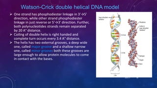 Watson-Crick double helical DNA model
 One strand has phosphodiester linkage in 3'→5'
direction, while other strand phosphodiester
linkage in just reverse or 5'→3' direction. Further,
both polynucleotides strands remain separated
by 20 A° distance.
 Coiling of double helix is right handed and
complete turn occurs every 3.4 A° distance.
 The helix has two external grooves, a deep wide
one, called major groove and a shallow narrow
one, called minor groove: both these grooves are
large enough to allow protein molecules to come
in contact with the bases.
June 17 48
 