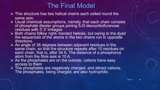 The Final Model
 This structure has two helical chains each coiled round the
same axis.
 Usual chemical assumptions, namely, that each chain consists
of phosphate diester groups joining ß-D-deoxyribofuranose
residues with 3',5' linkages.
 Both chains follow right- handed helices, but owing to the dyad
the sequences of the atoms in the two chains run in opposite
directions.
 An angle of 36 degrees between adjacent residues in the
same chain, so that the structure repeats after 10 residues on
each chain, that is, after 34 A. The distance of a phosphorus
atom from the fibre axis is 10 A.
 As the phosphates are on the outside, cations have easy
access to them
 The phosphates are negatively charged, and attract cations.
The phosphates, being charged, are also hydrophilic.
June 17 49
 