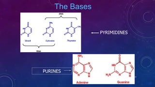 The Bases
PYRIMIDINES
PURINES
June 17 54
 