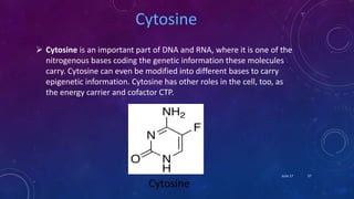 Cytosine
 Cytosine is an important part of DNA and RNA, where it is one of the
nitrogenous bases coding the genetic information these molecules
carry. Cytosine can even be modified into different bases to carry
epigenetic information. Cytosine has other roles in the cell, too, as
the energy carrier and cofactor CTP.
Cytosine
June 17 57
 