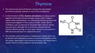 Thymine
 The chemical structure of thymine contains the ring-shaped
pyrimidine molecule, similarly to each of the nucleobases.
 In the formation of DNA, thymine and adenine are always paired
together by the force of two hydrogen bonds, which creates a
stable nucleic acid structure. In a comparable fashion, guanine and
cytosine bind together in the creation of DNA. Under specific
conditions, such as exposure to ultraviolet light, thymine dimers
may also occur, although this is much less common that the
thymine-adenine pairing. In most cases, thymine is not present in
RNA structures because it is replaced by uracil.
 The scientific name of thymine, 5-methyluracil, implies that it can
be derived with methylation process of uracil at the position of the
5th carbon. Specifically in the chemical structure, this means that a
methyl- branch (-CH3) is added to the pyrimidine ring.
Thymine
June 17 59
 