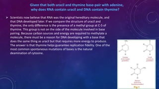 Given that both uracil and thymine base-pair with adenine,
why does RNA contain uracil and DNA contain thymine?
 Scientists now believe that RNA was the original hereditary molecule, and
that DNA developed later. If we compare the structure of uracil and
thymine, the only difference is the presence of a methyl group at C-5 of
thymine. This group is not on the side of the molecule involved in base
pairing. Because carbon sources and energy are required to methylate a
molecule, there must be a reason for DNA developing with a base that
does the same thing as uracil but that requires more energy to produce.
The answer is that thymine helps guarantee replication fidelity. One of the
most common spontaneous mutations of bases is the natural
deamination of cytosine.
June 17 60
 
