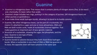 Guanine
 Guanine is a nitrogenous base. That means that it contains plenty of nitrogen atoms (five, to be exact)
and, chemically, it's basic rather than acidic.
 Guanine's shape includes two rings, putting it in the category of purines. (All nitrogenous bases are
either purines or pyrimidines.)
 It can make three weak hydrogen bonds, allowing it to bond to its buddy cytosine.
 Guanine, like other nitrogenous bases, can be part of a nucleotide; this
means it's attached to a sugar and one or more phosphates. DNA and
RNA are both nucleic acids, made of nucleotides chained together. That
makes guanine an important part of your genetic material.
 Structure of a nucleotide, showing the sugar, the phosphate, and the
base. Guanine is one type of base.
 Nucleotide structure
 Guanine bonds to cytosine because they both share three hydrogen
bonds. When a nucleotide in one chain of DNA or RNA has guanine as
its base, the opposite chain will have cytosine in the same spot
June 17 62
 
