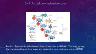 DNA: Part of polynucleotide chain
Portion of polynucleotide chain of deoxyribonucleic acid (DNA). The inset shows
the corresponding pentose sugar and pyrimidine base in ribonucleic acid (RNA).
June 17 63
 