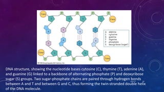 DNA structure, showing the nucleotide bases cytosine (C), thymine (T), adenine (A),
and guanine (G) linked to a backbone of alternating phosphate (P) and deoxyribose
sugar (S) groups. Two sugar-phosphate chains are paired through hydrogen bonds
between A and T and between G and C, thus forming the twin-stranded double helix
of the DNA molecule.
June 17 64
 