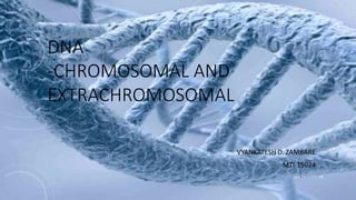 DNA
-CHROMOSOMAL AND
EXTRACHROMOSOMAL
VYANKATESH D. ZAMBARE
MTI-15024
June 17 66
 