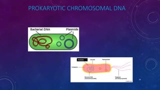 PROKARYOTIC CHROMOSOMAL DNA
Nucleoid
June 17 69
 
