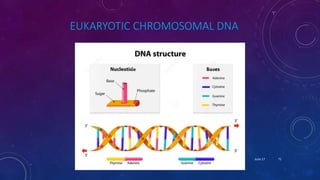 EUKARYOTIC CHROMOSOMAL DNA
June 17 71
 