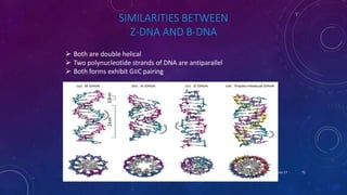 SIMILARITIES BETWEEN
Z-DNA AND B-DNA
 Both are double helical
 Two polynucleotide strands of DNA are antiparallel
 Both forms exhibit G≡C pairing
June 17 73
 