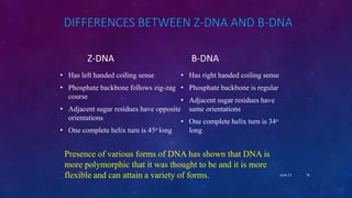 DIFFERENCES BETWEEN Z-DNA AND B-DNA
Z-DNA
• Has left handed coiling sense
• Phosphate backbone follows zig-zag
course
• Adjacent sugar residues have opposite
orientations
• One complete helix turn is 45o long
B-DNA
• Has right handed coiling sense
• Phosphate backbone is regular
• Adjacent sugar residues have
same orientations
• One complete helix turn is 34o
long
Presence of various forms of DNA has shown that DNA is
more polymorphic that it was thought to be and it is more
flexible and can attain a variety of forms. June 17 76
 