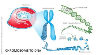 CHROMOSOME TO DNA
June 17 77
 