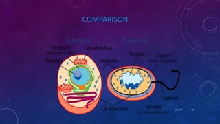 COMPARISON
June 17 79
 