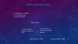 MITOCHONDRIAL DNA
 Also known as mtDNA
 16.6 kb pairs long
 Circular in shape
Total 37 genes
13 genes code for
proteins required in
ETS
24 genes code for
other mitochondrial
proteins
2 genes produce r-RNA 22 genes produce t-RNAJune 17 81
 