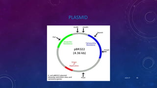 PLASMID
June 17 86
 
