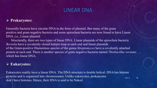 LINEAR DNA
 Prokaryotes:
Generally bacteria have circular DNA in the form of plasmid. But many of the gram
positive and gram negative bacteria and some spirochete bacteria are now found to have Linear
DNA ,i.e., Linear plasmid.
Structurally, there are two types of linear DNA. Linear plasmids of the spirochete bacteria
Borrelia have a covalently closed hairpin loop at each end and linear plasmids
of the Gram-positive filamentous species of the genus Streptomyces have a covalently attached
protein at each end. There is another species of gram negative bacteria named Thiobacillus versutus
which has linear DNA.
 Eukaryotes:
Eukaryotes readily have a linear DNA. The DNA structure is double helical. DNA has histone
proteins and is organized into chromosomes. Unlike eukaryotes, prokaryotes
don’t have histones. Hence, their DNA is said to be Naked.
June 17 88
 