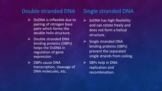 Double stranded DNA
 DsDNA is inflexible due to
pairing of nitrogen base
pairs which forms the
double helix structure.
 Double stranded DNA
binding proteins (DBPs)
helps the DsDNA in
regulation of gene
expression.
 DBPs cause DNA
transcription, cleavage of
DNA molecules, etc.
Single stranded DNA
 SsDNA has high flexibility
and can rotate freely and
does not form a helical
structure.
 Single stranded DNA
binding proteins (SBPs)
prevent the separated
single strands from coiling.
 SBPs help in DNA
replication and
recombination.
 