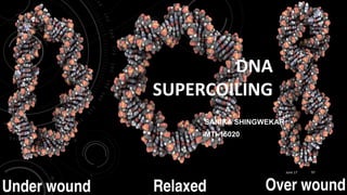 DNA
SUPERCOILING
SANIKA SHINGWEKAR
MTI-15020
June 17 97
 