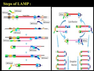 Lamp Injection Process Molecular Techniques For Disease Diagnosis | PPTX