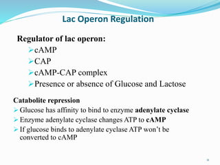 Regulator of lac operon:
cAMP
CAP
cAMP-CAP complex
Presence or absence of Glucose and Lactose
Lac Operon Regulation
Catabolite repression
 Glucose has affinity to bind to enzyme adenylate cyclase
 Enzyme adenylate cyclase changes ATP to cAMP
 If glucose binds to adenylate cyclase ATP won’t be
converted to cAMP
11
 