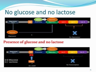 No glucose and no lactose
15
Presence of glucose and no lactose
 