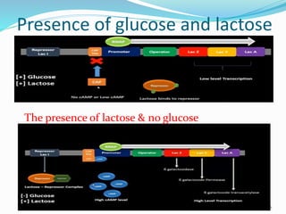 Presence of glucose and lactose
16
The presence of lactose & no glucose
 
