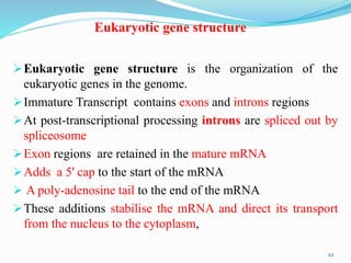 Eukaryotic gene structure
Eukaryotic gene structure is the organization of the
eukaryotic genes in the genome.
Immature Transcript contains exons and introns regions
At post-transcriptional processing introns are spliced out by
spliceosome
Exon regions are retained in the mature mRNA
Adds a 5' cap to the start of the mRNA
 A poly-adenosine tail to the end of the mRNA
These additions stabilise the mRNA and direct its transport
from the nucleus to the cytoplasm,
22
 