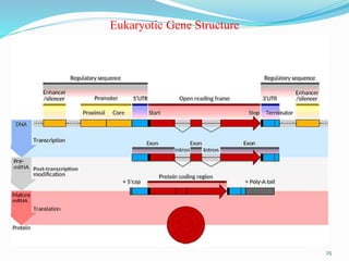 Eukaryotic Gene Structure
25
 
