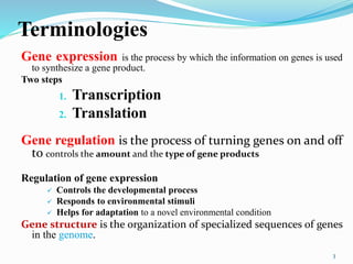 Terminologies
Gene expression is the process by which the information on genes is used
to synthesize a gene product.
Two steps
1. Transcription
2. Translation
Gene regulation is the process of turning genes on and off
to controls the amount and the type of gene products
Regulation of gene expression
 Controls the developmental process
 Responds to environmental stimuli
 Helps for adaptation to a novel environmental condition
Gene structure is the organization of specialized sequences of genes
in the genome.
3
 