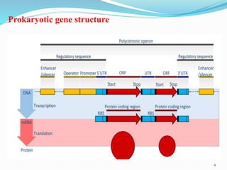 Prokaryotic gene structure
4
 
