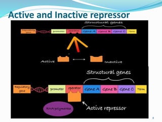 Active and Inactive repressor
8
 