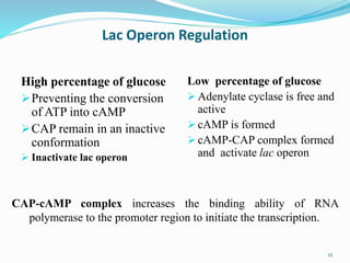 Lac Operon Regulation
12
High percentage of glucose
Preventing the conversion
of ATP into cAMP
CAP remain in an inactive...